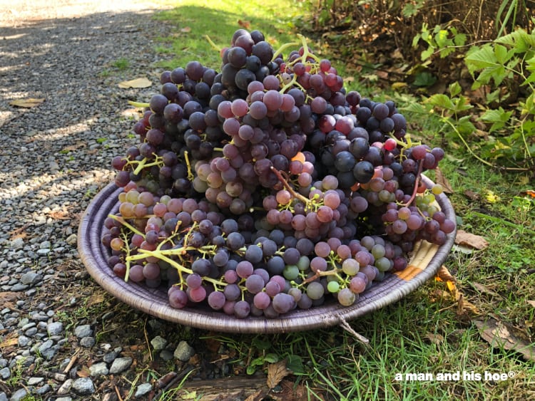 basket of grapes