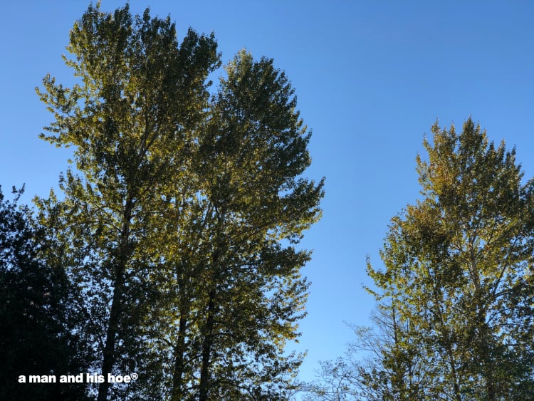 cottonwoods in late September