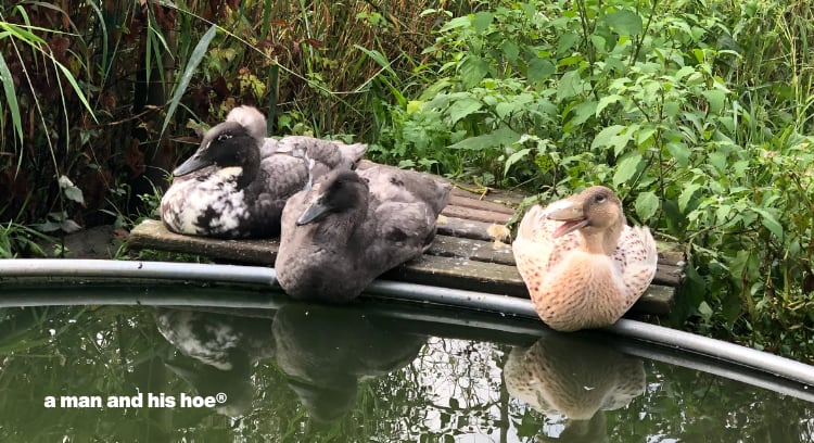 ducklings at tank six short weeks after hatching