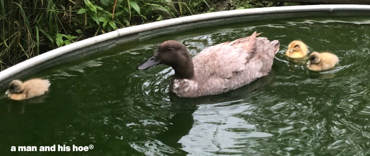 ducklings in august - in six short weeks they will be almost grown