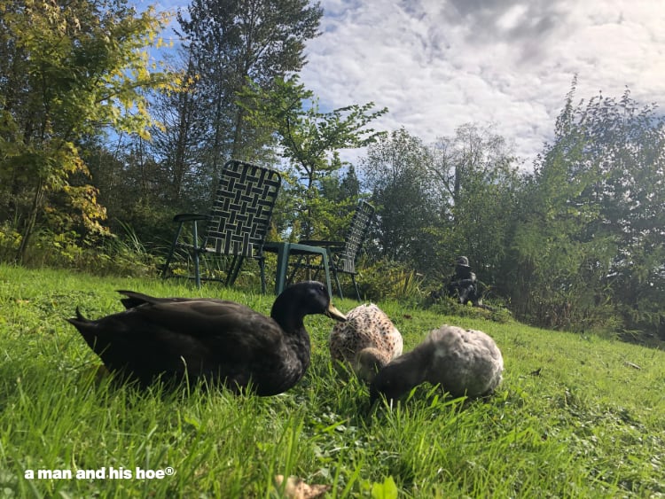 ducks feeding on grass