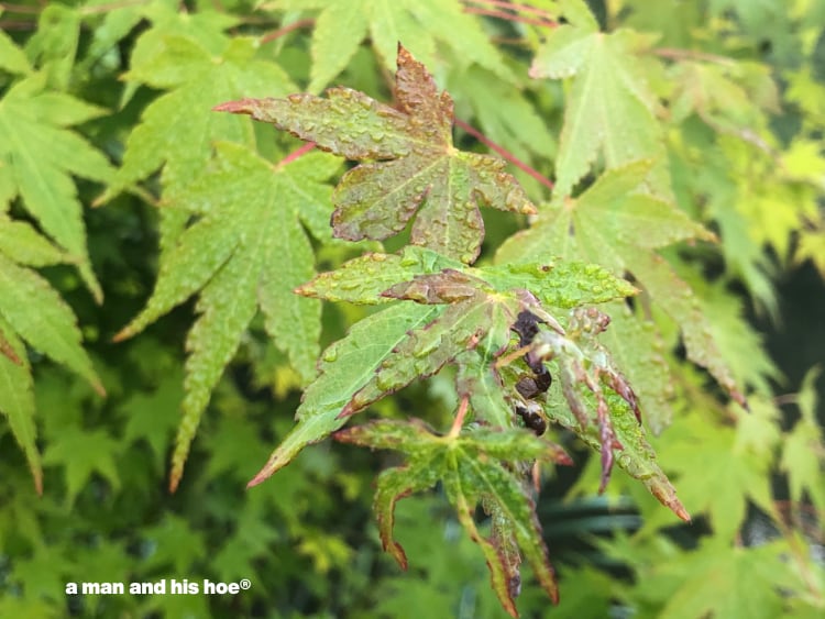 first blush of fall maple leaves