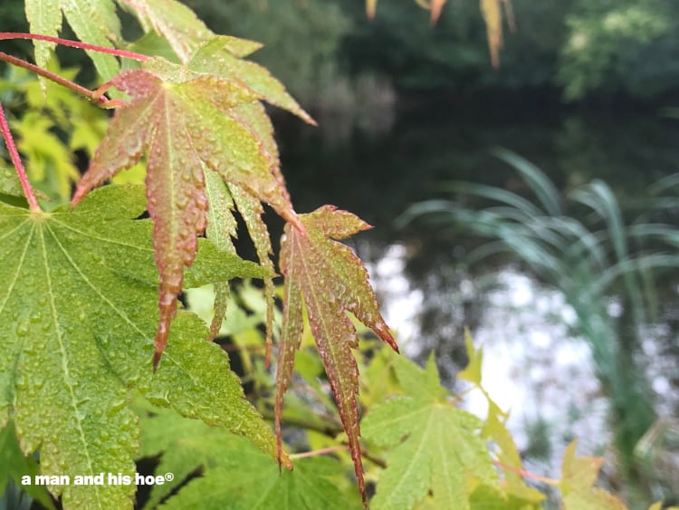 first blush of maple leaves