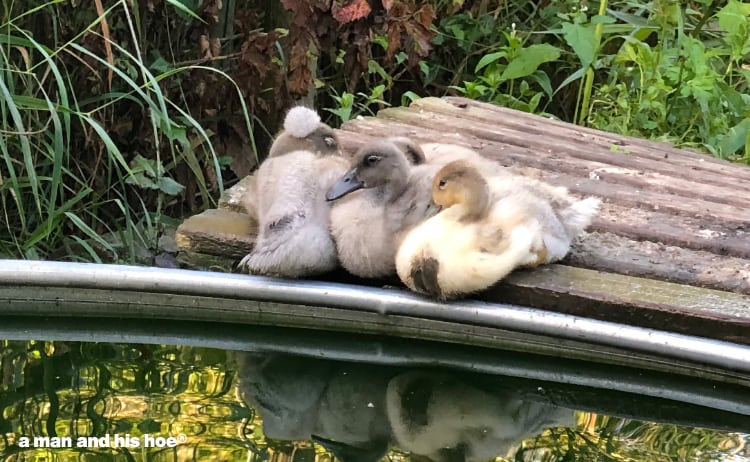 four ducklings