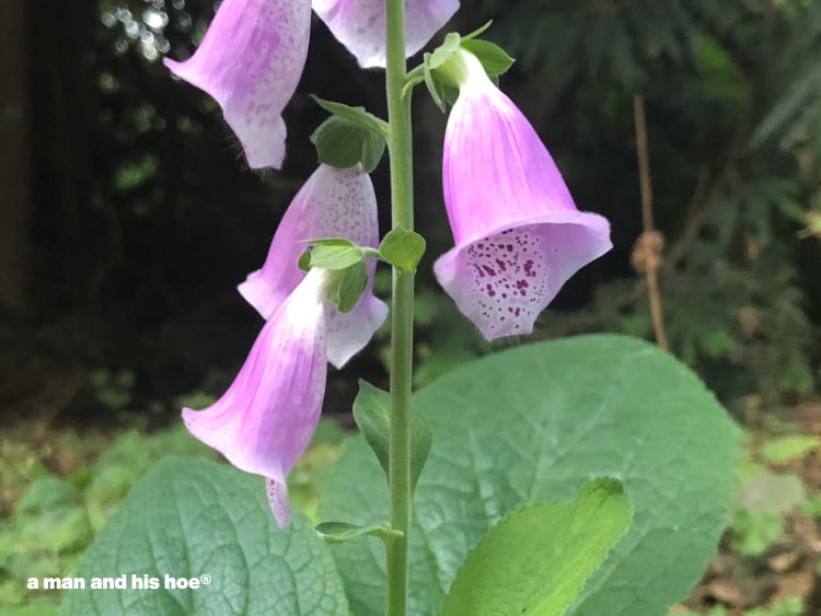 foxgloves