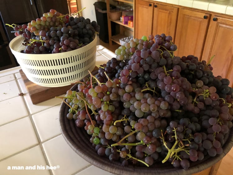 grapes in the kitchen