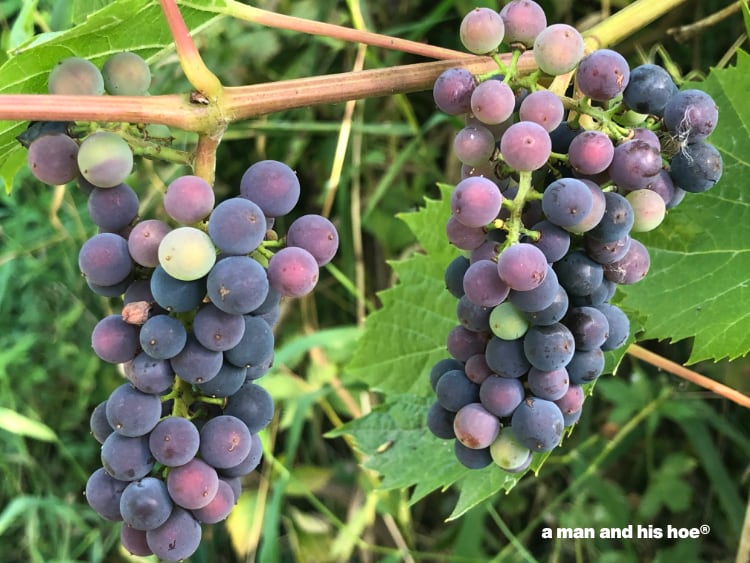 grapes ripening