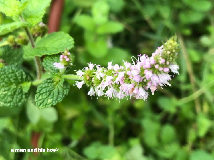 mint blossoms