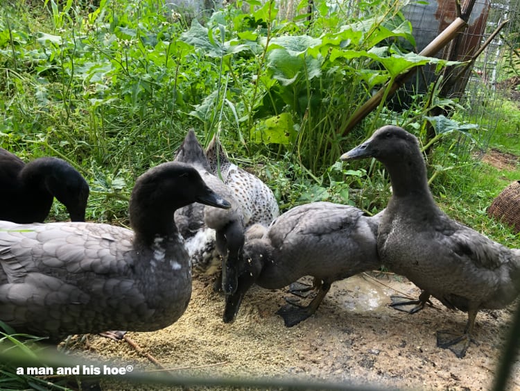 ducklings with mother