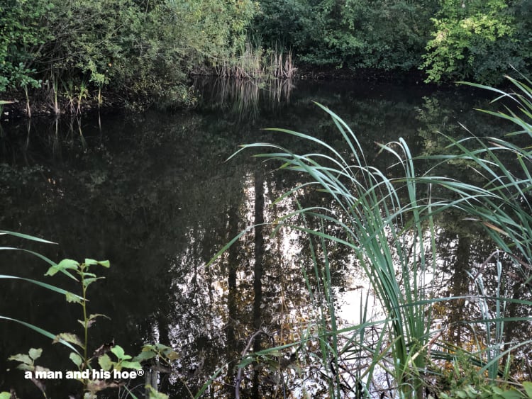 pond in late September