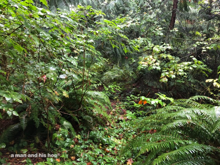 rainy woods