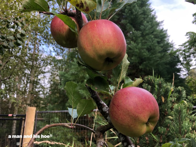 ripe apples on the tree