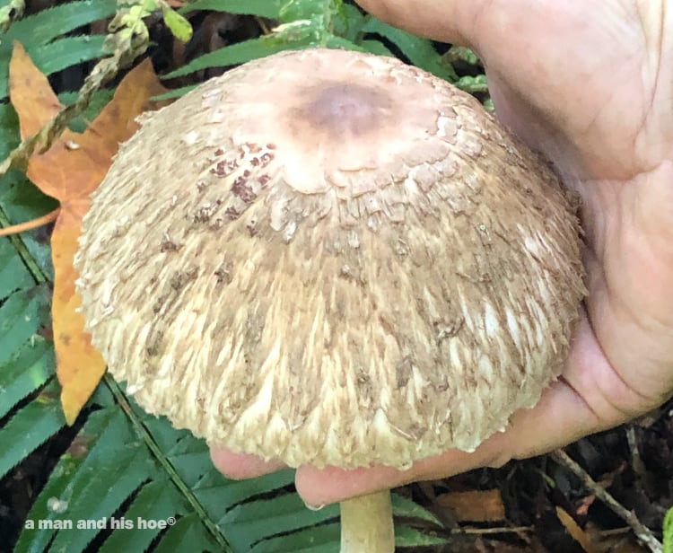 last year's shaggy parasol