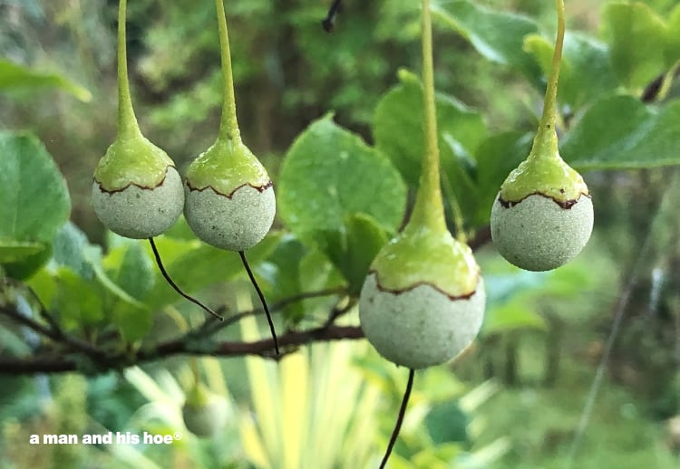 Japanese snowbell berries