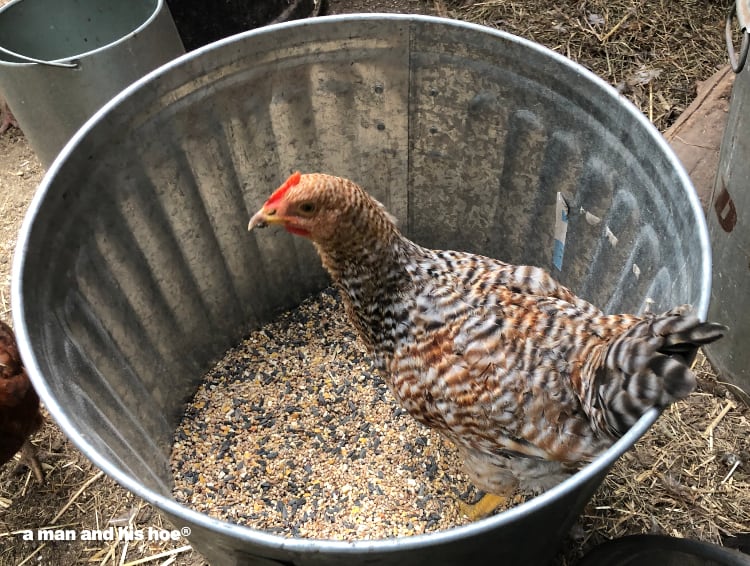 young rooster in the feed