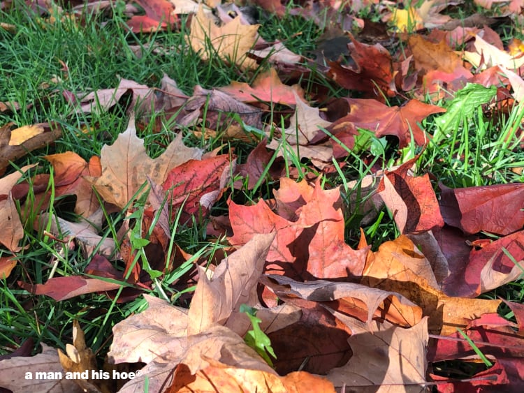 fallen maple leaves