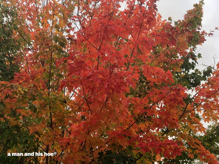 red maple tree