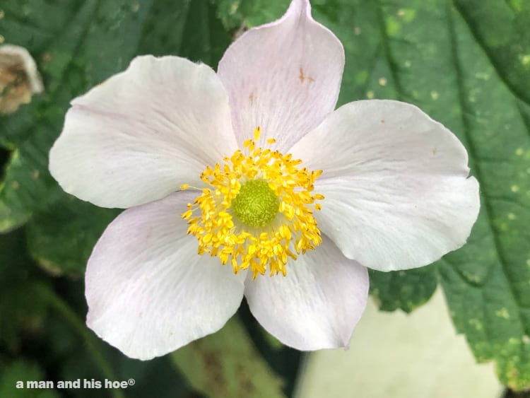 one last flower to mark the end of flowers