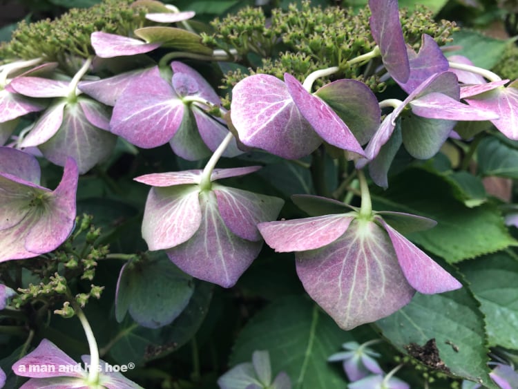 spent hydrangeas mark the end of flowers