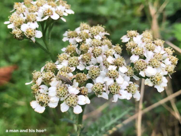 white flowers