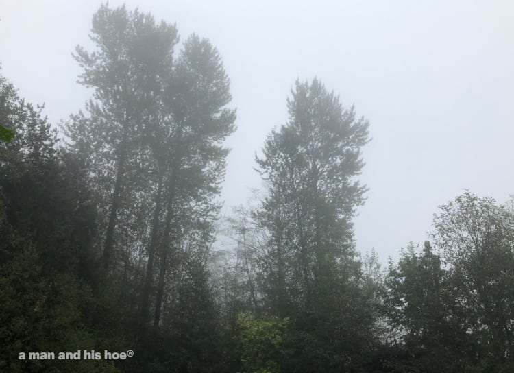 cottonwoods in the fog