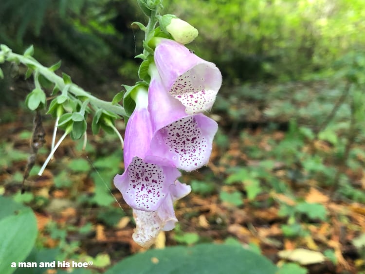 foxglove in the woods