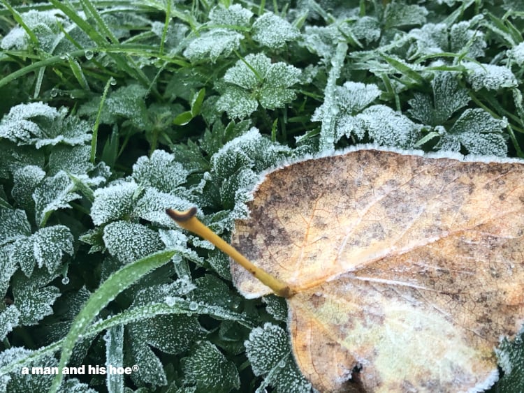 frost in the grass and leaf