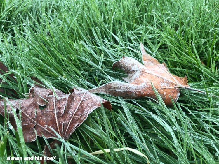 frost in the grass and leaves