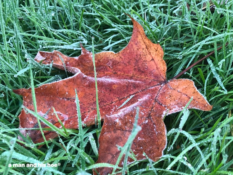 frost in the grass and maple leaf