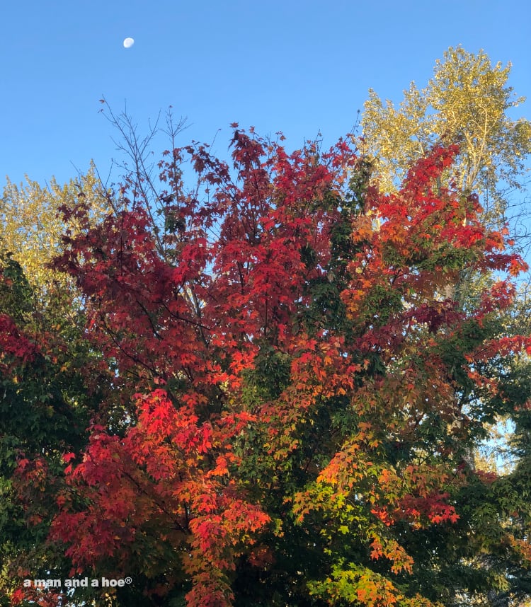 maple on an october morning