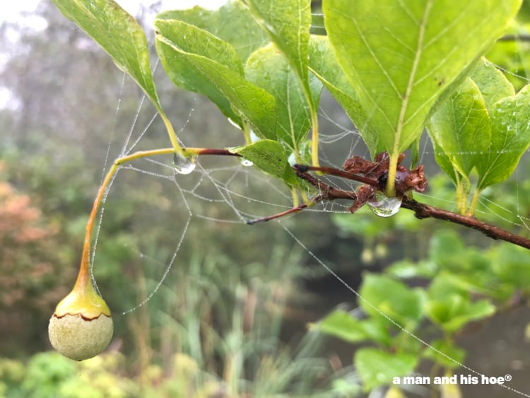 snowbell berry with spiderwebs