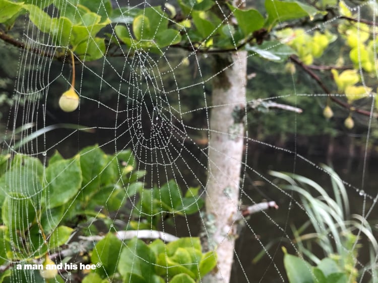 dewy spiderwebs