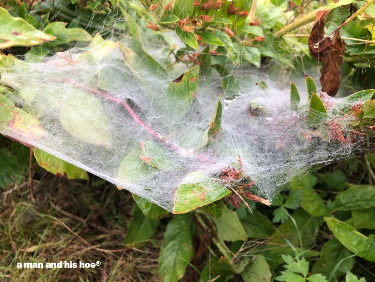 dew puddle in a spider web