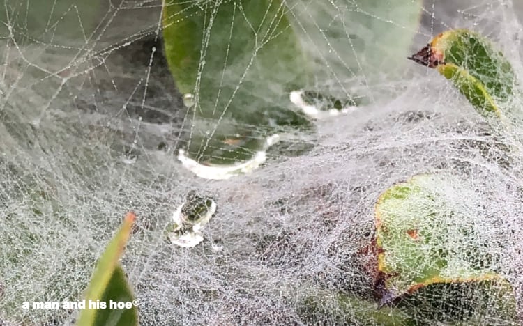 spider web in the fog