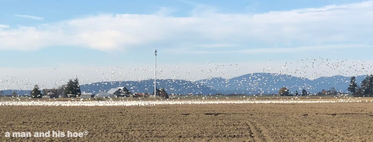 snowgeese in field