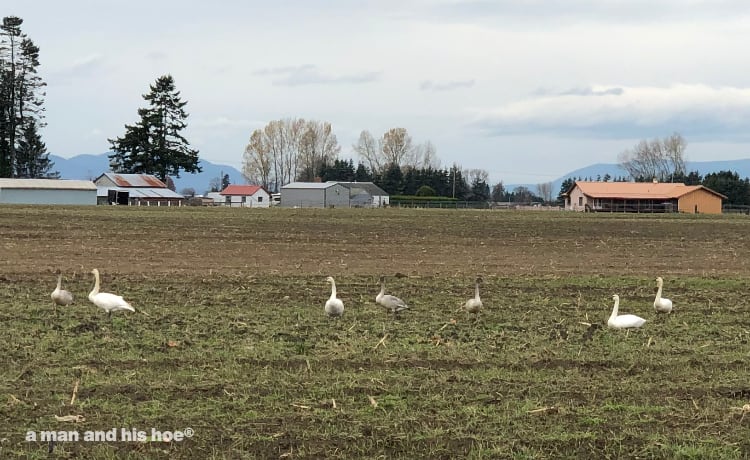 Swans on a field