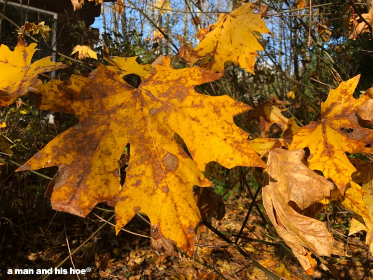 Maple leaves