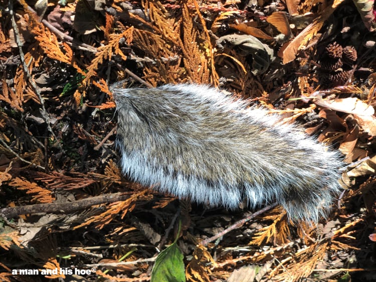 Squirrel tail