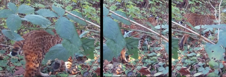 Bobcat walking in woods