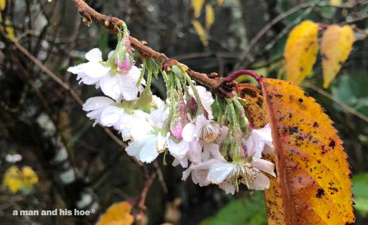 cherry blossoms and fall colors