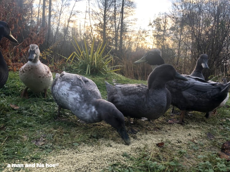 ducks feeding in the morning