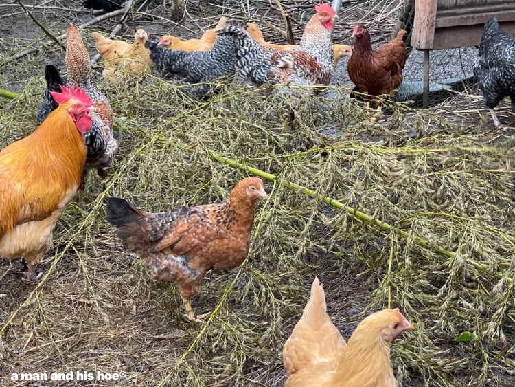 Chickens and blooming bamboo