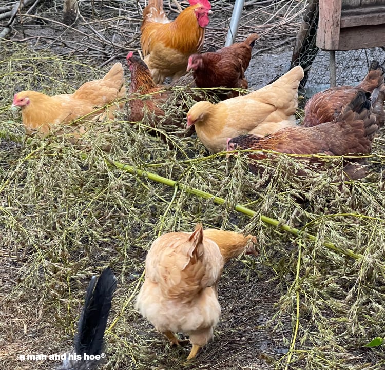 Chickens and blooming bamboo