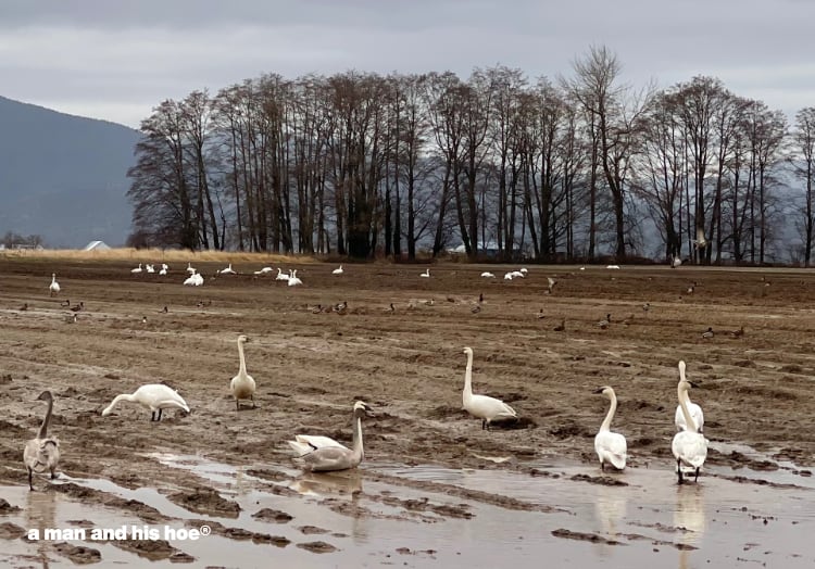 swans or mud birds