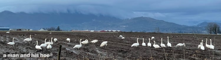 swans or mud birds