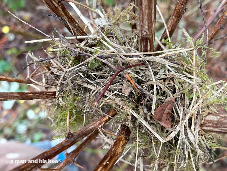 nest from above