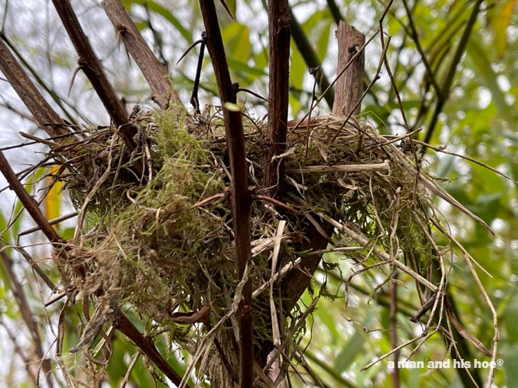 nest in barberry