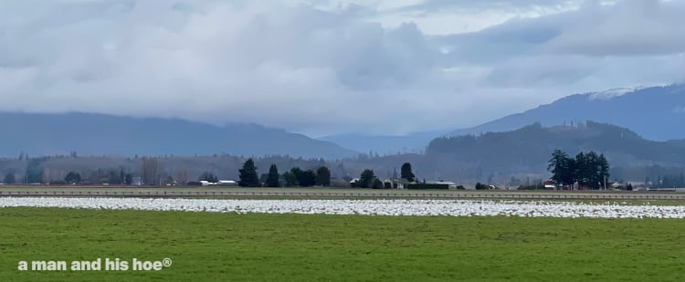 snow geese in a field