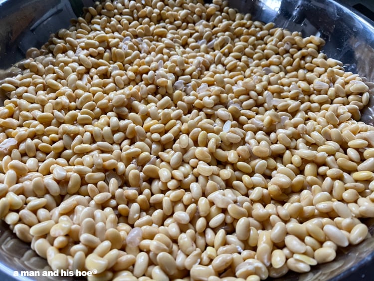 soaked soybeans