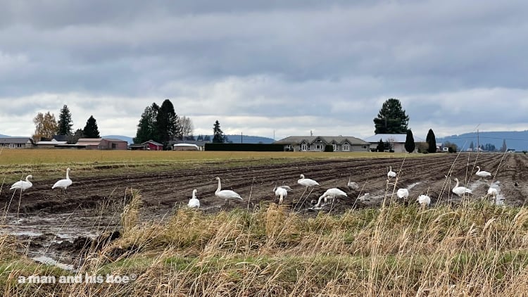 swans in field